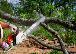 Best Tree Disease Treatment  in Waterloo, WI