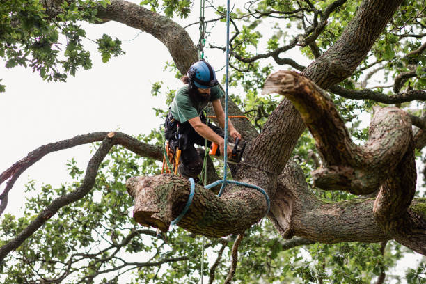 Best Leaf Removal  in Waterloo, WI