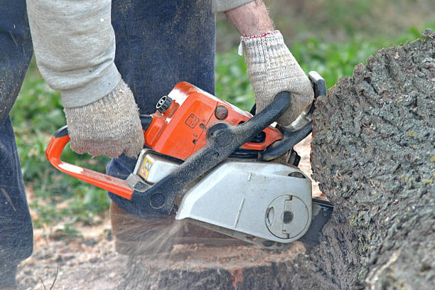 Best Fruit Tree Pruning  in Waterloo, WI