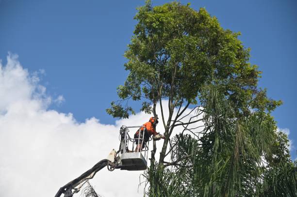 Best Hazardous Tree Removal  in Waterloo, WI