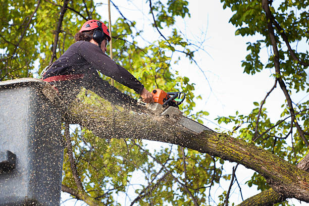 How Our Tree Care Process Works  in  Waterloo, WI