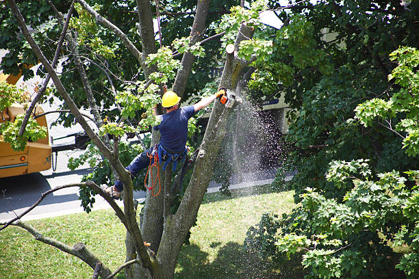 Best Tree Cabling and Bracing  in Waterloo, WI