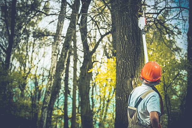 Best Emergency Tree Removal  in Waterloo, WI