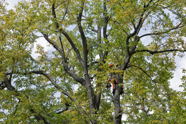 Best Tree Health Inspection  in Waterloo, WI